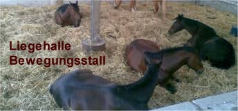 Liegehalle Bewegungsstall 2